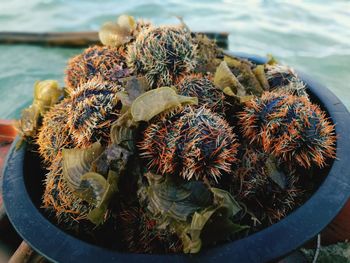 Freshest catch sea urchin.