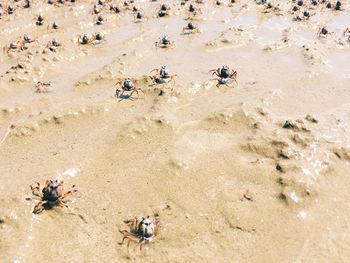 Insects in muddy field