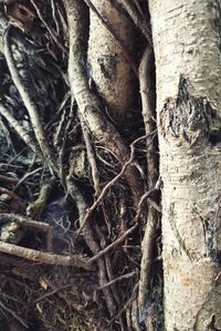 Full frame shot of tree trunk in forest