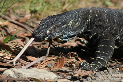 Close-up side view of a reptile