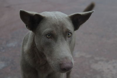 Close-up of dog