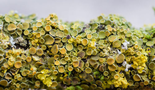 Leaves growing on tree