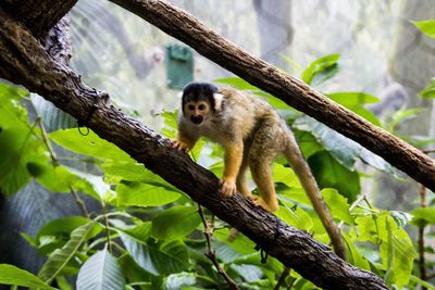 Low angle view of monkey on tree
