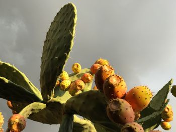 Low angle view of prickly pear cactus against sky