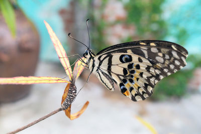 Close-up of butterfly on leaf