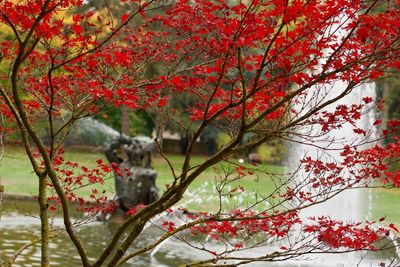 Low angle view of flowering tree during autumn