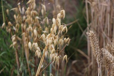 Close-up of wilted flower on field