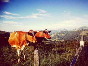 Cows on field against sky