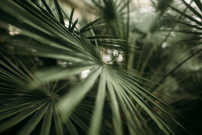 Green palm leaves with bokeh photo effect. high quality photo