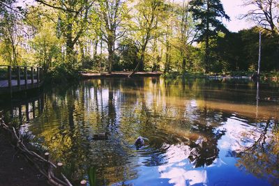 Reflection of trees in water