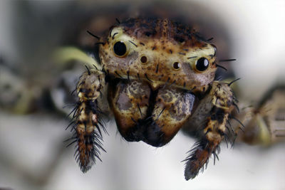 Close-up of spider