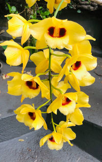 Close-up of yellow flowering plant