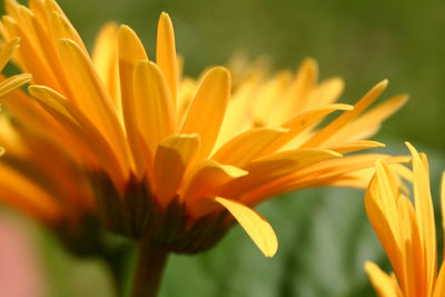 Close-up of yellow flowers