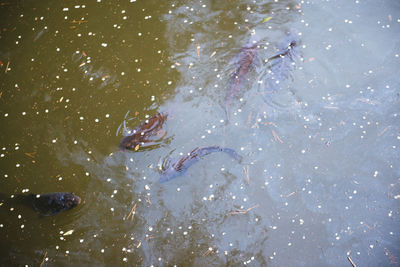 People swimming in sea