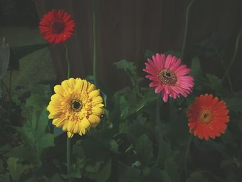 Close-up of pink flowering plants