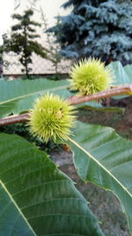 Close-up of plant against blue sky