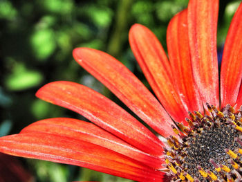 Close-up of red flower