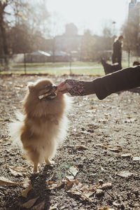 Pomeranian biting on toy held by woman at park during sunny day