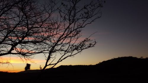 Silhouette of bare trees at sunset