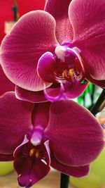 Close-up of pink orchid blooming outdoors