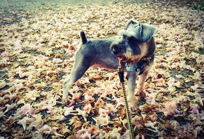 Dog standing on field