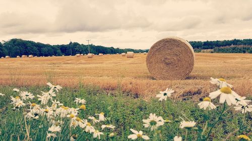 Scenic view of field against cloudy sky