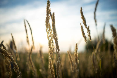 Close-up of stalks against the sky