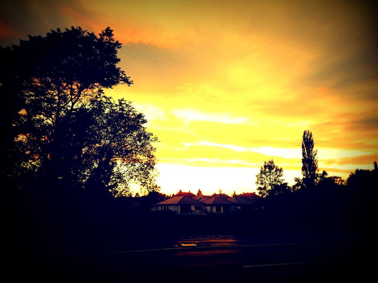 SILHOUETTE TREES AGAINST ORANGE SKY DURING SUNSET