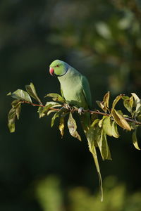 Close-up of parakeet perching on plant