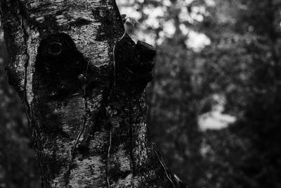 Close-up of an animal on tree trunk