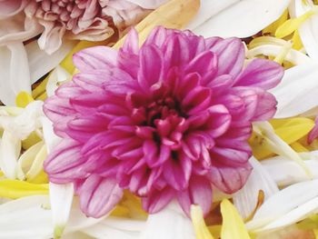 Close-up of flowers