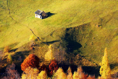 High angle view of trees growing on landscape during autumn