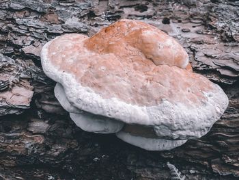 High angle view of white mushrooms