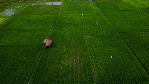 High angle view of agricultural field