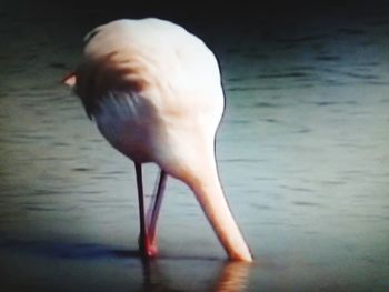 Close-up of bird in sea