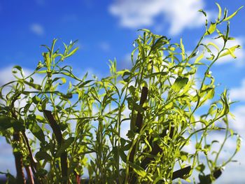 Low angle view of plants against blue sky