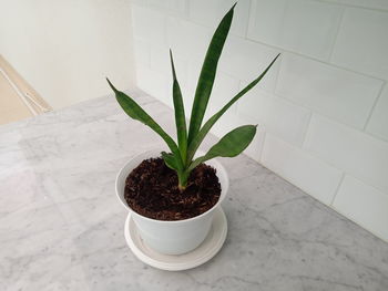 High angle view of potted plant on table