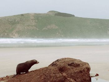 Sea lion on beach against sky