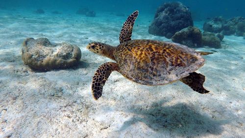 High angle view of turtle swimming in sea