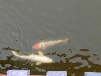 High angle view of koi fish in lake