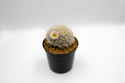 Close-up of potted plant against white background