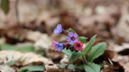 Close-up of pink flowering plant