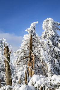 Snow covered plants against sky