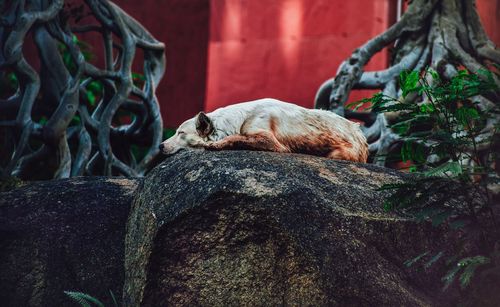 View of an dog sleeping on rock