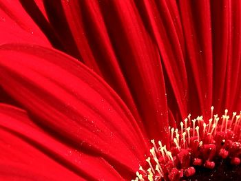 Full frame shot of red rose