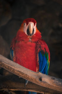 Close-up of parrot perching on wood