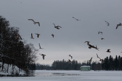 Flock of birds flying over snow covered trees