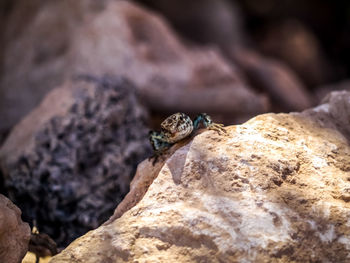 Close-up of spider on rock