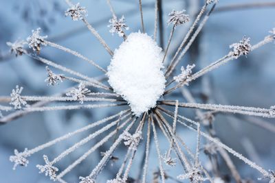 Close-up of frozen plant