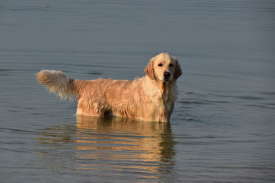 Dog in the lake